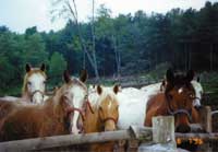 HORSEBACK RIDING IN THE ADIRONDACK MOUNTAINS