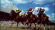 SARATOGA HORSE RACING